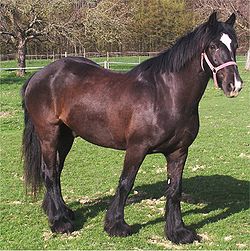 PONEI DALES